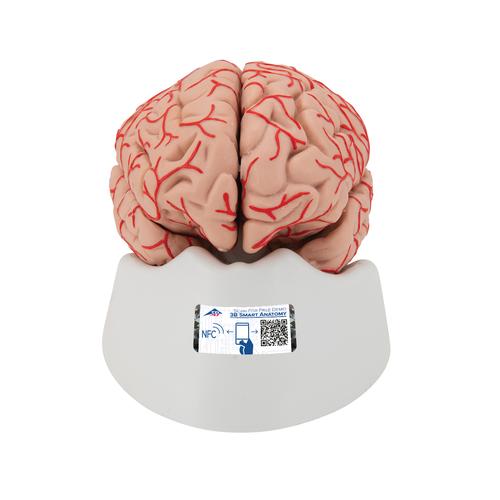 Cerebro de Lujo con Arterias, desmontable en 9 piezas, 1017868 [C20], Modelos de Cerebro