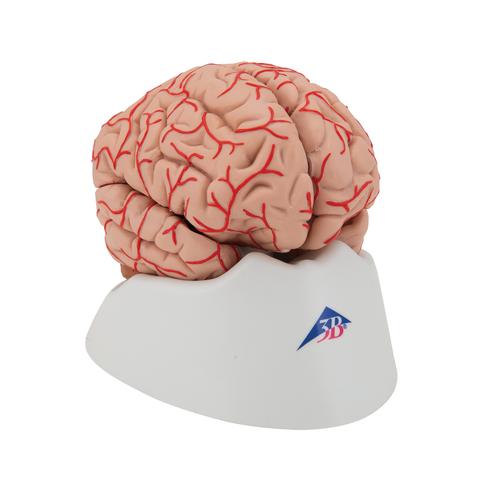 Human Brain Model with Arteries, 9 part, 1017868 [C20], Brain Models