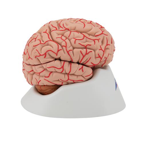 Human Brain Model with Arteries, 9 part, 1017868 [C20], Brain Models