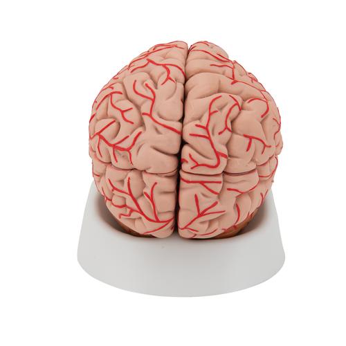 Human Brain Model with Arteries, 9 part, 1017868 [C20], Brain Models