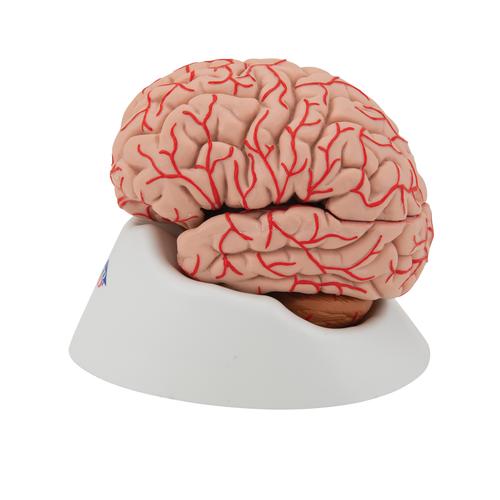 Human Brain Model with Arteries, 9 part, 1017868 [C20], Brain Models