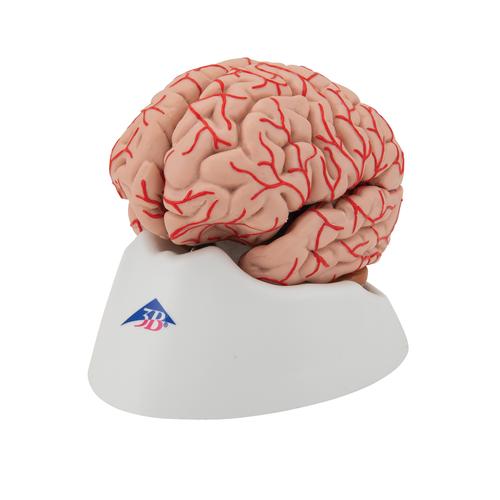 Human Brain Model with Arteries, 9 part, 1017868 [C20], Brain Models