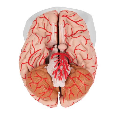 Human Brain Model with Arteries, 9 part, 1017868 [C20], Brain Models