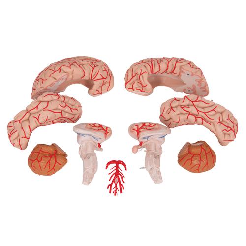 Cerveau avec artères, en 9 parties, 1017868 [C20], Modèles de cerveaux