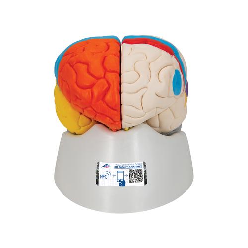 Cerebro neuro-anatómico, desmontable en 8 piezas, 1000228 [C22], Modelos de Cerebro