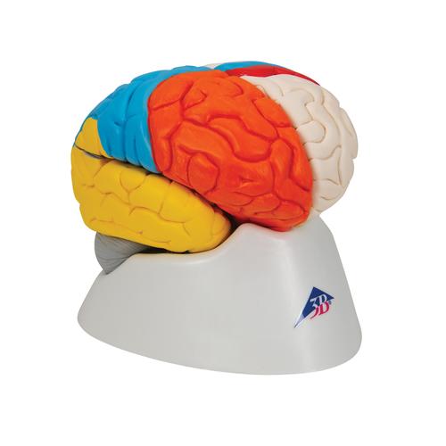 Cerebro neuro-anatómico, desmontable en 8 piezas, 1000228 [C22], Modelos de Cerebro