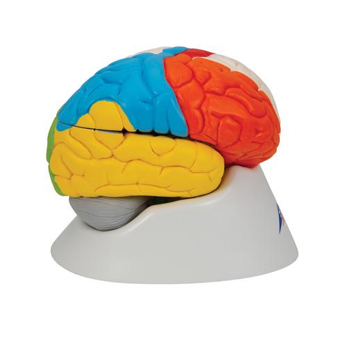 Cerebro neuro-anatómico, desmontable en 8 piezas, 1000228 [C22], Modelos de Cerebro