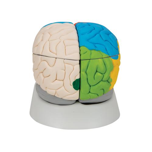 Human Neuro-Anatomical Brain Model, 8 part, 1000228 [C22], Brain Models