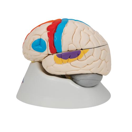 Cerebro neuro-anatómico, desmontable en 8 piezas, 1000228 [C22], Modelos de Cerebro