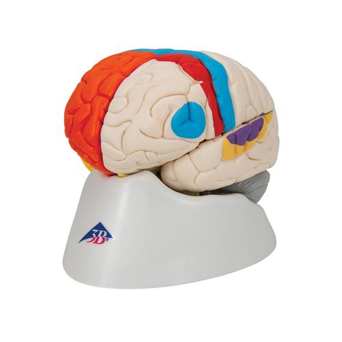 Cerebro neuro-anatómico, desmontable en 8 piezas, 1000228 [C22], Modelos de Cerebro