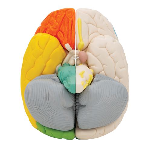 Human Neuro-Anatomical Brain Model, 8 part, 1000228 [C22], Brain Models