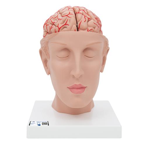 Human Brain Model with Arteries on Base of Head, 8 part, 1017869 [C25], Brain Models