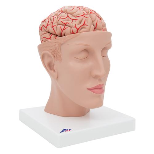 Human Brain Model with Arteries on Base of Head, 8 part, 1017869 [C25], Brain Models