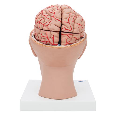 Human Brain Model with Arteries on Base of Head, 8 part, 1017869 [C25], Brain Models