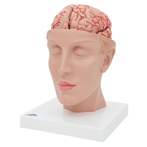 Human Brain Model with Arteries on Base of Head, 8 part, 1017869 [C25], Brain Models