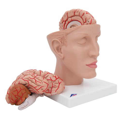 Human Brain Model with Arteries on Base of Head, 8 part, 1017869 [C25], Brain Models