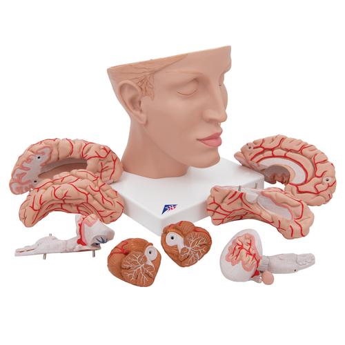 Human Brain Model with Arteries on Base of Head, 8 part, 1017869 [C25], Brain Models