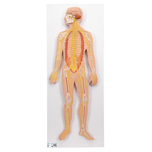 Human Nervous System Model, 1/2 Life-Size, 1000231 [C30], Nervous System Models