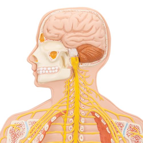 Human Nervous System Model, 1/2 Life-Size, 1000231 [C30], Nervous System Models