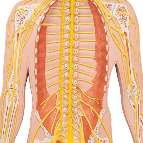 Human Nervous System Model, 1/2 Life-Size, 1000231 [C30], Nervous System Models