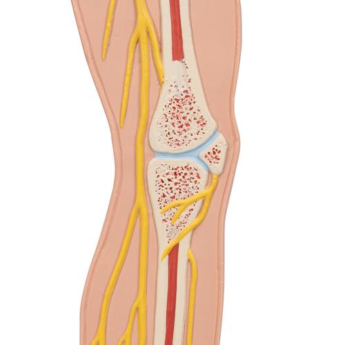 Human Nervous System Model, 1/2 Life-Size, 1000231 [C30], Nervous System Models