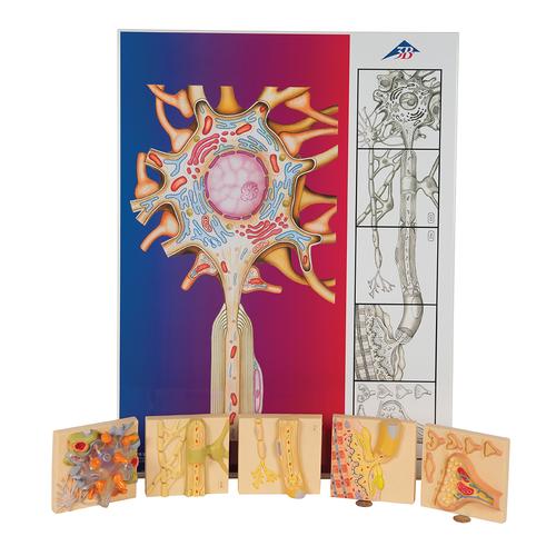 Human Nervous System Model Set "Physiology of Nerves", 1000232 [C40], Nervous System Models