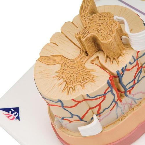 Human Spinal Cord Model, 5 times Life-Size, 1000238 [C41], Vertebra Models