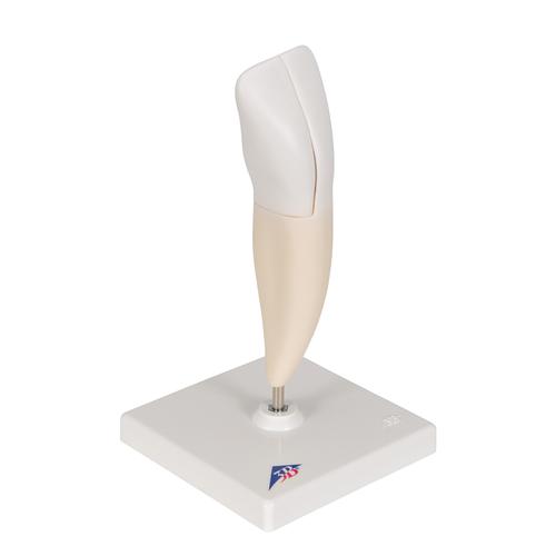 Lower Incisor Human Tooth Model, 2 part, 1000240 [D10/1], Dental Models