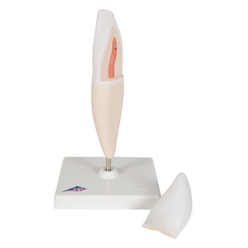 Lower Incisor Human Tooth Model, 2 part, 1000240 [D10/1], Dental Models