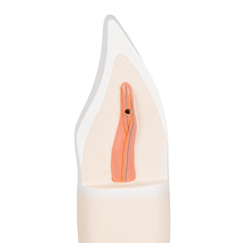 Lower Incisor Human Tooth Model, 2 part, 1000240 [D10/1], Dental Models