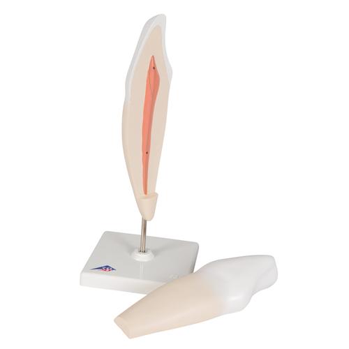 Lower Canine Human Tooth Model, 2 part, 1000241 [D10/2], Dental Models