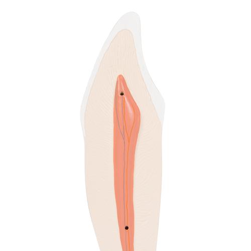 Dente canino inferiore, in 2 parti, 1000241 [D10/2], Modelli Dentali