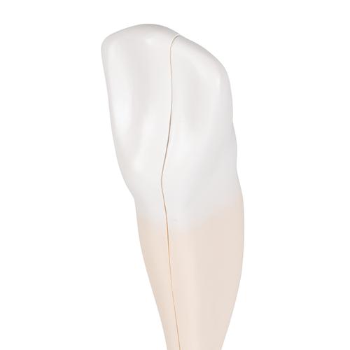 Lower Canine Human Tooth Model, 2 part, 1000241 [D10/2], Dental Models