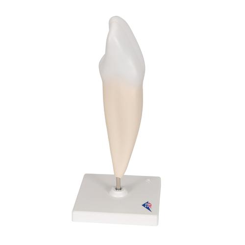 Lower Canine Human Tooth Model, 2 part, 1000241 [D10/2], Dental Models