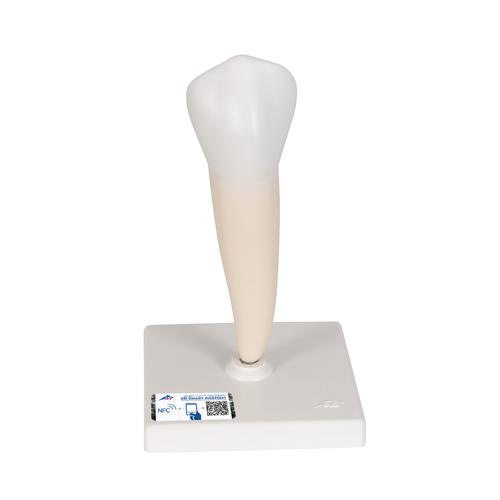 Lower Single-Root Pre-Molar Human Tooth Model, 1000242 [D10/3], Dental Models