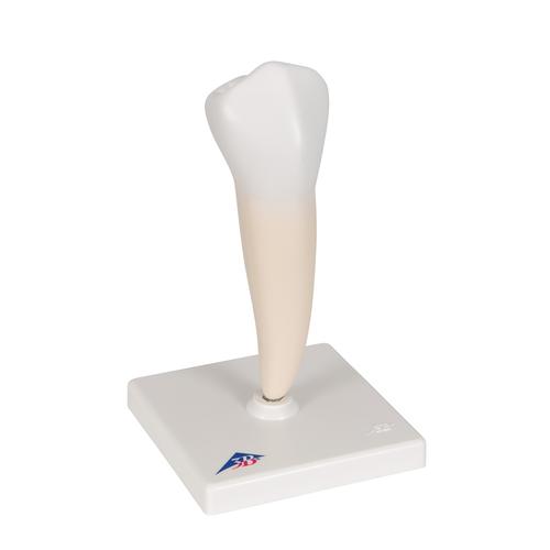 Lower Single-Root Pre-Molar Human Tooth Model, 1000242 [D10/3], Dental Models