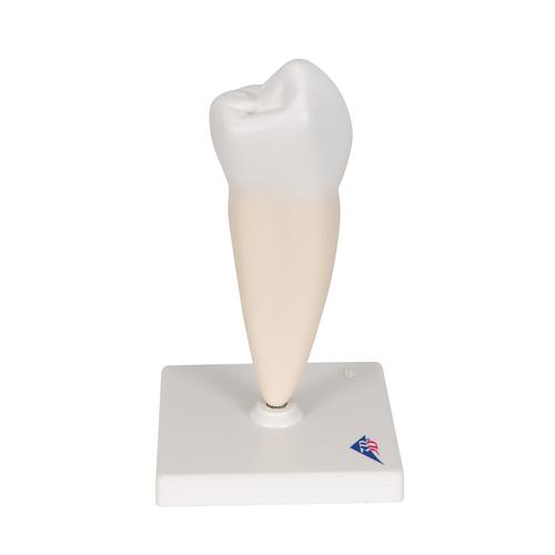 Lower Single-Root Pre-Molar Human Tooth Model, 1000242 [D10/3], Dental Models