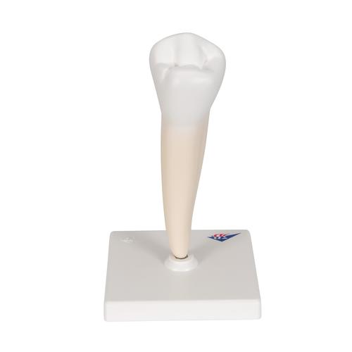 Lower Single-Root Pre-Molar Human Tooth Model, 1000242 [D10/3], Dental Models