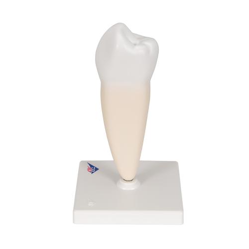 Primer molar inferior de raíz sencilla, 1000242 [D10/3], Modelos dentales