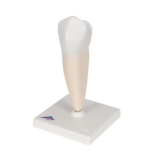 Lower Single-Root Pre-Molar Human Tooth Model, 1000242 [D10/3], Dental Models