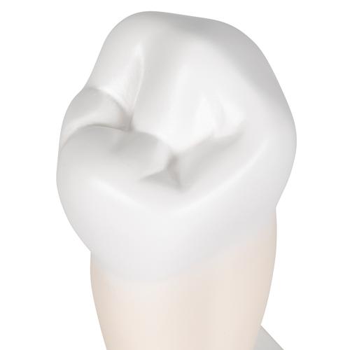 Lower Single-Root Pre-Molar Human Tooth Model, 1000242 [D10/3], Replacements