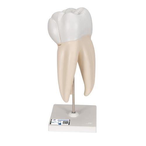 Zahnmodell Oberer Dreiwurzeliger Molar, 3-teilig, 1017580 [D10/5], Zahnmodelle