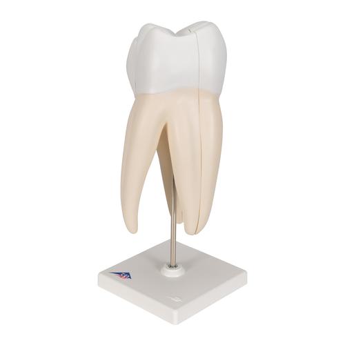 Zahnmodell Oberer Dreiwurzeliger Molar, 3-teilig, 1017580 [D10/5], Zahnmodelle