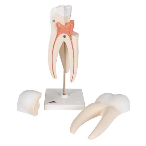 Upper Triple-Root Molar Human Tooth Model, 3 part, 1017580 [D10/5], Dental Models