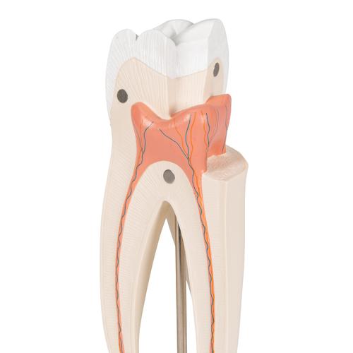 Upper Triple-Root Molar Human Tooth Model, 3 part, 1017580 [D10/5], Dental Models