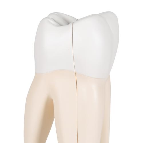 Zahnmodell Oberer Dreiwurzeliger Molar, 3-teilig, 1017580 [D10/5], Zahnmodelle