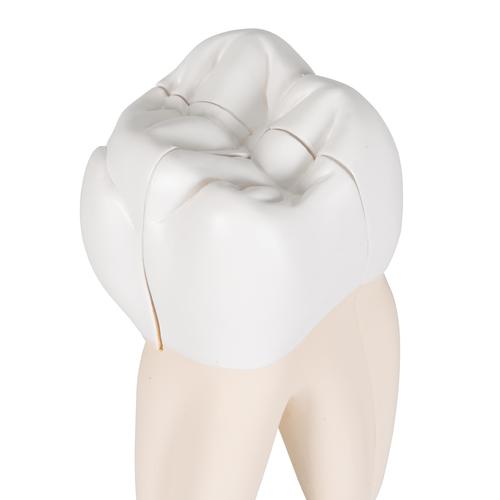 Zahnmodell Oberer Dreiwurzeliger Molar, 3-teilig, 1017580 [D10/5], Zahnmodelle