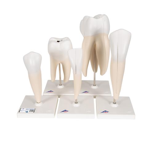 Serie de modelos dentales , 5 modelos, 1017588 [D10], Modelos dentales