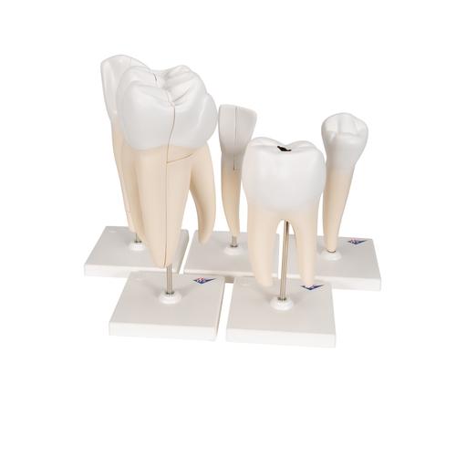 Serie di denti, 5 modelli, 1017588 [D10], Modelli Dentali