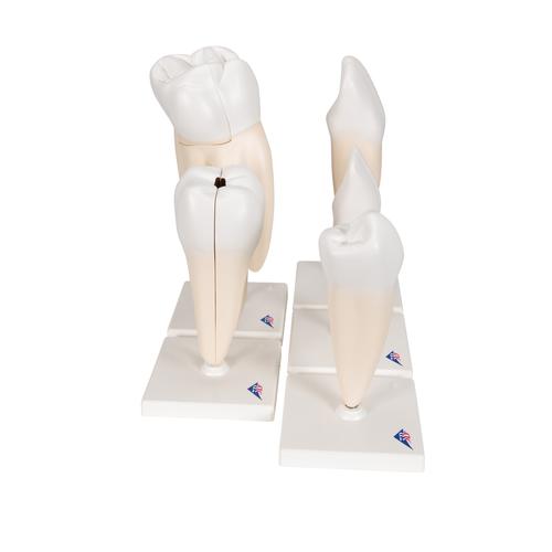 Human Tooth Models Set "Classic Series", 5 Models, 1017588 [D10], Dental Models